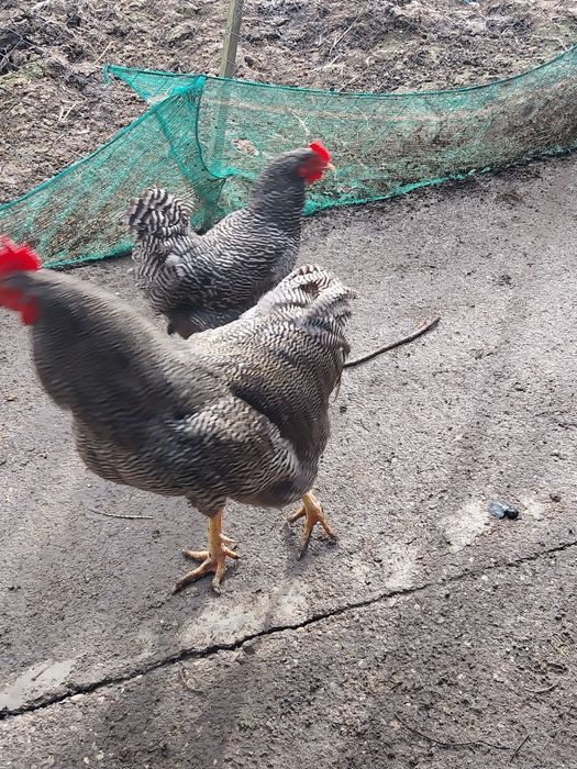 Cocos plymouth de vinzare