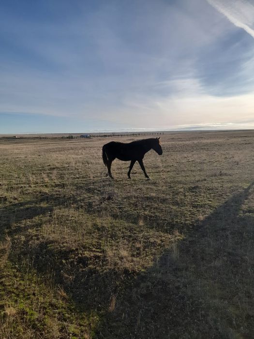 Продам жеребцов 10 голов