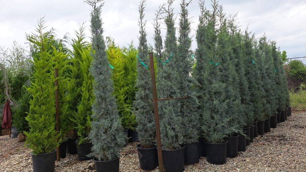 Mesteacan tei leilandi bambus catalpa laur