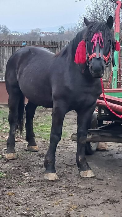 Mânz negru semigreu