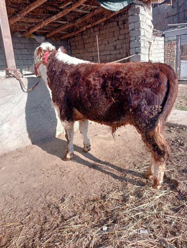 Girinfort Buqa sotiladi qizqala zotor buqa