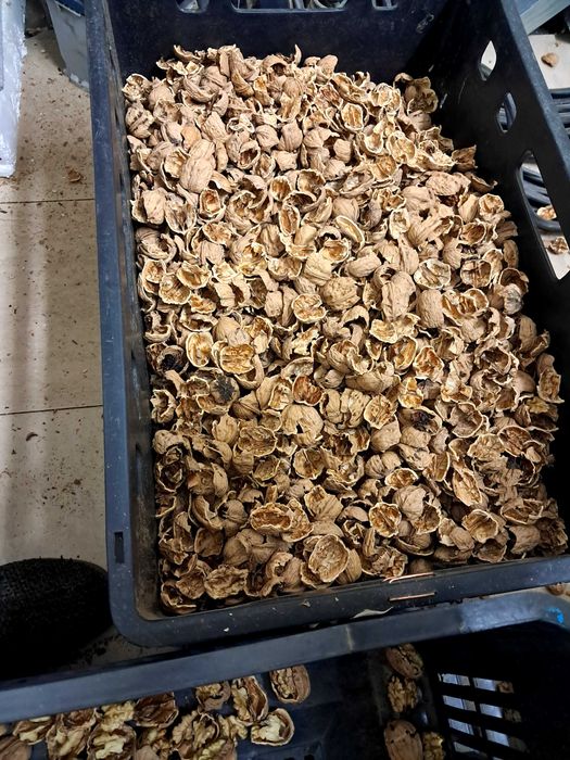 Орехови черупки Орехови черупки