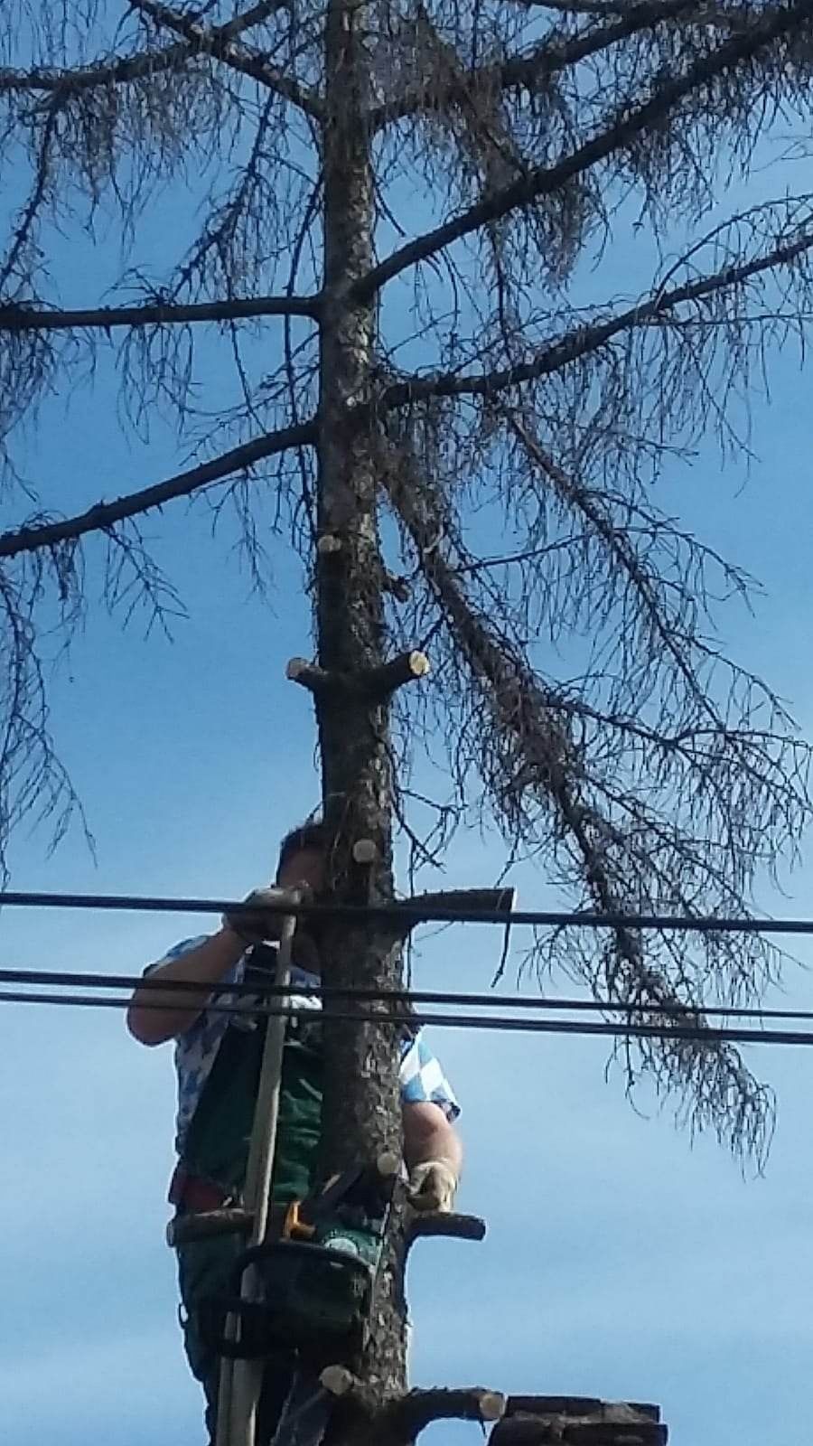 Tăietor toaletări copaci arbori pomi alpinist utilitar acoperiș