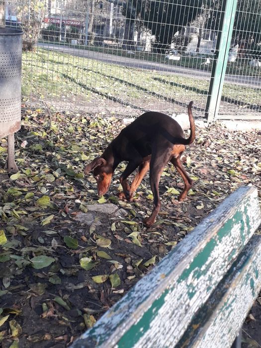женски доберман на 5 месеца и половина
