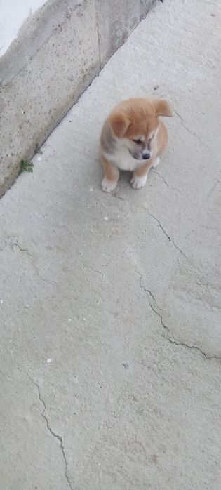 Кученца Акита Ину