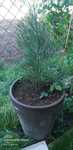 Sequoia Giganteum / Mammutbaum - Un Colos Verde pentru Grădina Ta