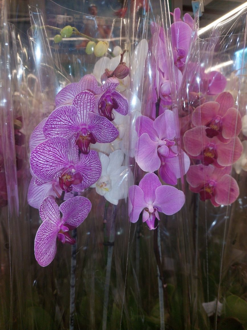 Цветки Орхидея (Фаленопсис) Свежее поступление, подарок на 8 марта