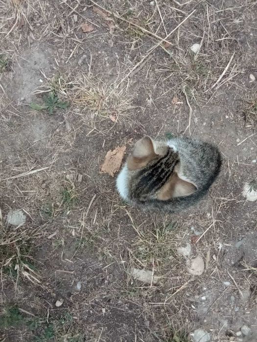 Donez pui pisicuta 1 luna salvat la țară- cautam stăpân iubitor