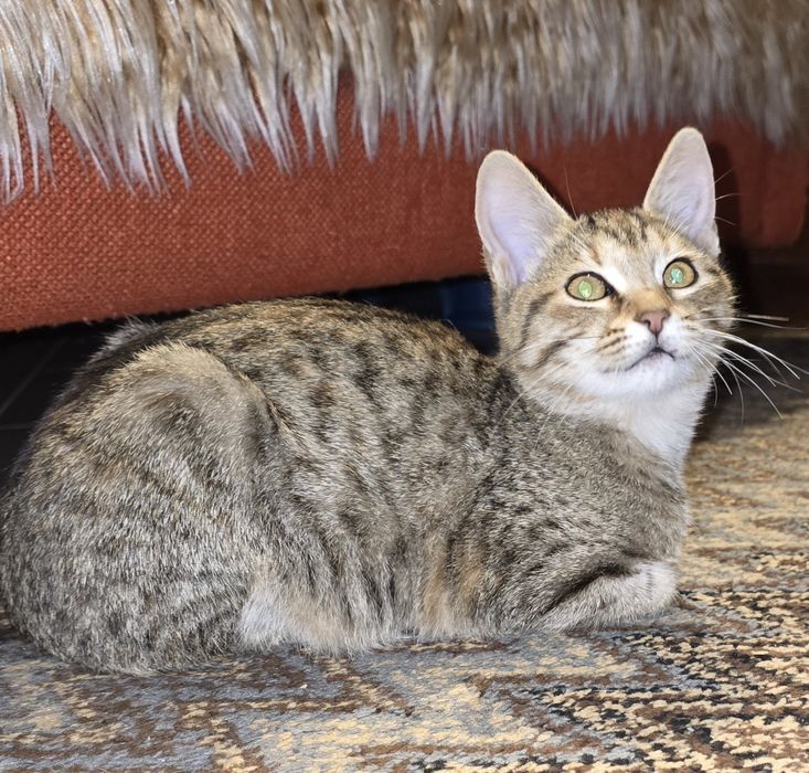 Котетата са Сиво-сребристи със сини очи и Тигрови със златисти очи!