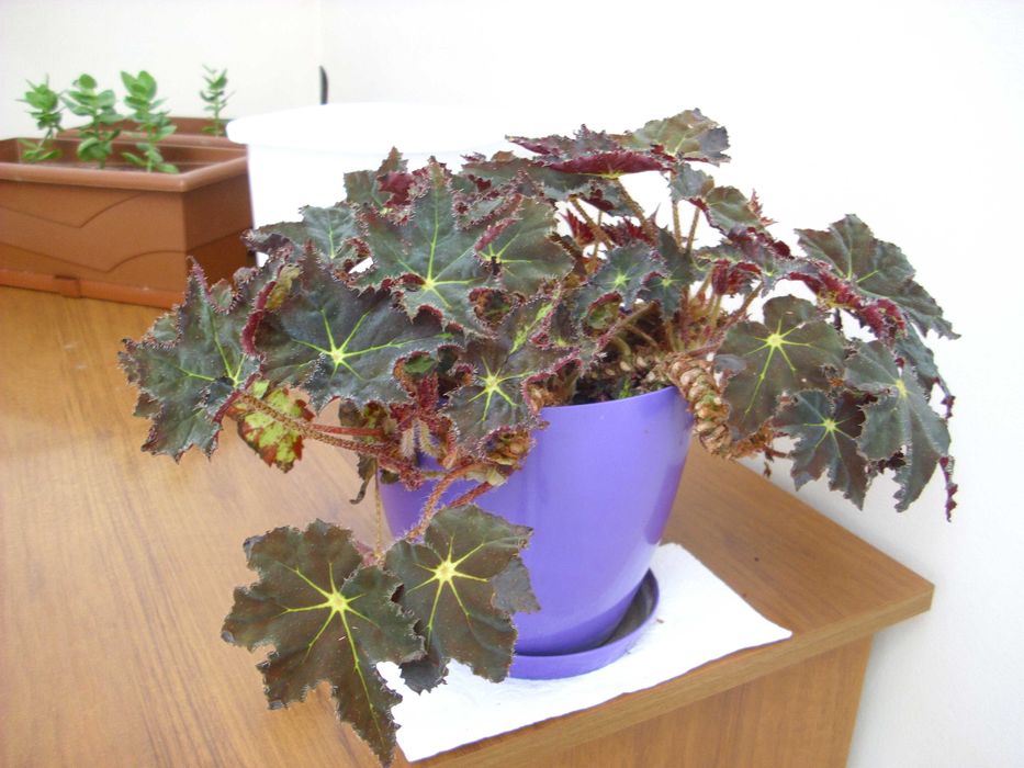 AGFA PHOTO DC - 1033M   10MPx