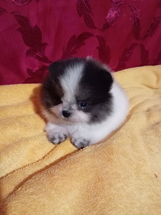 Продам щенка шпица