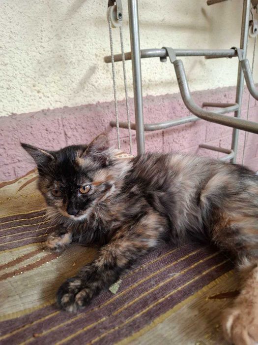 отдам котят в хорошие руки, к лотку приучены