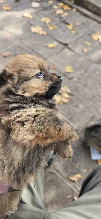 Подарявам 4 бр малки кученца