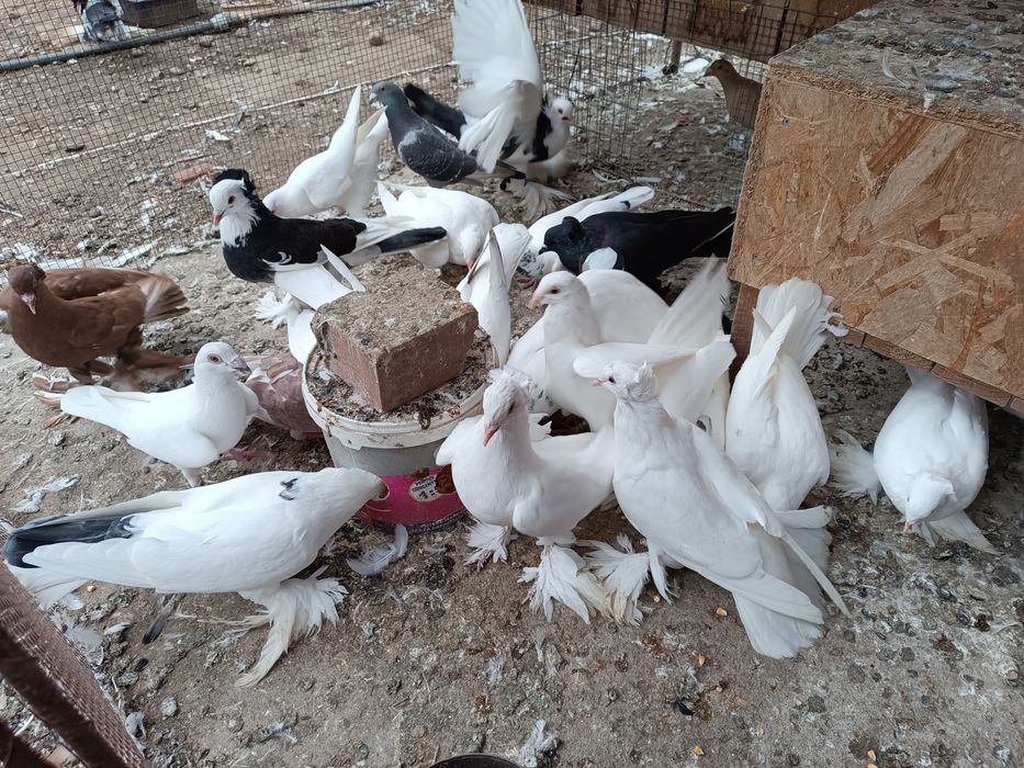 Porumbei uriaș maghiar și stil vechi