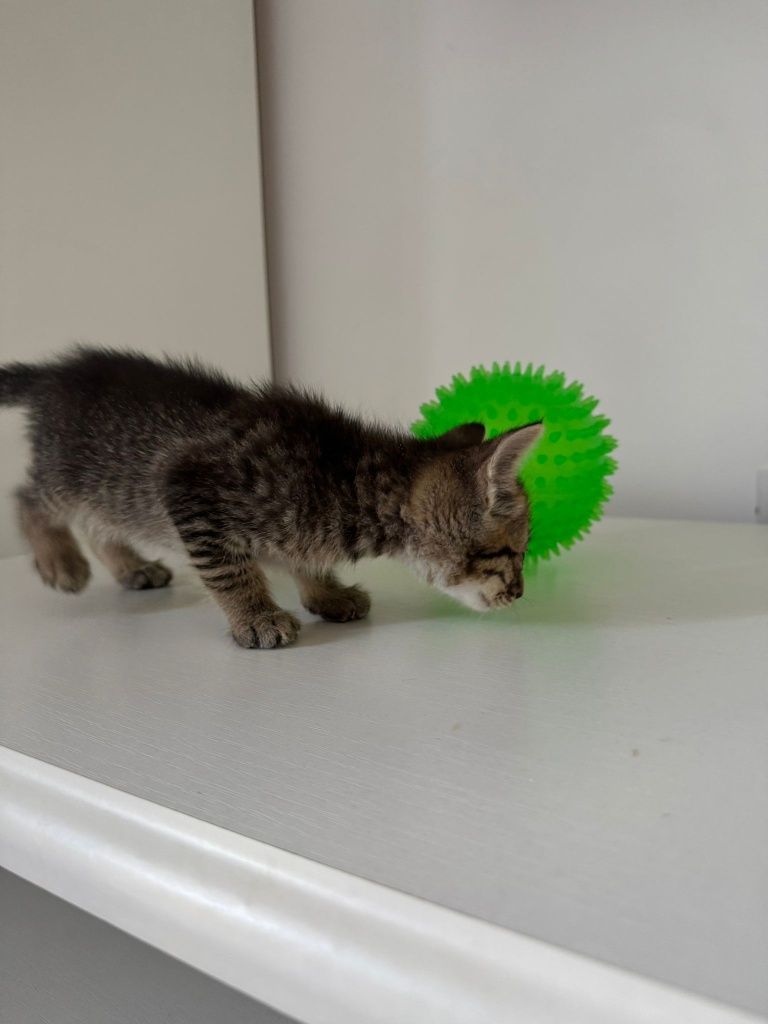 Pui de pisica pentru adopție