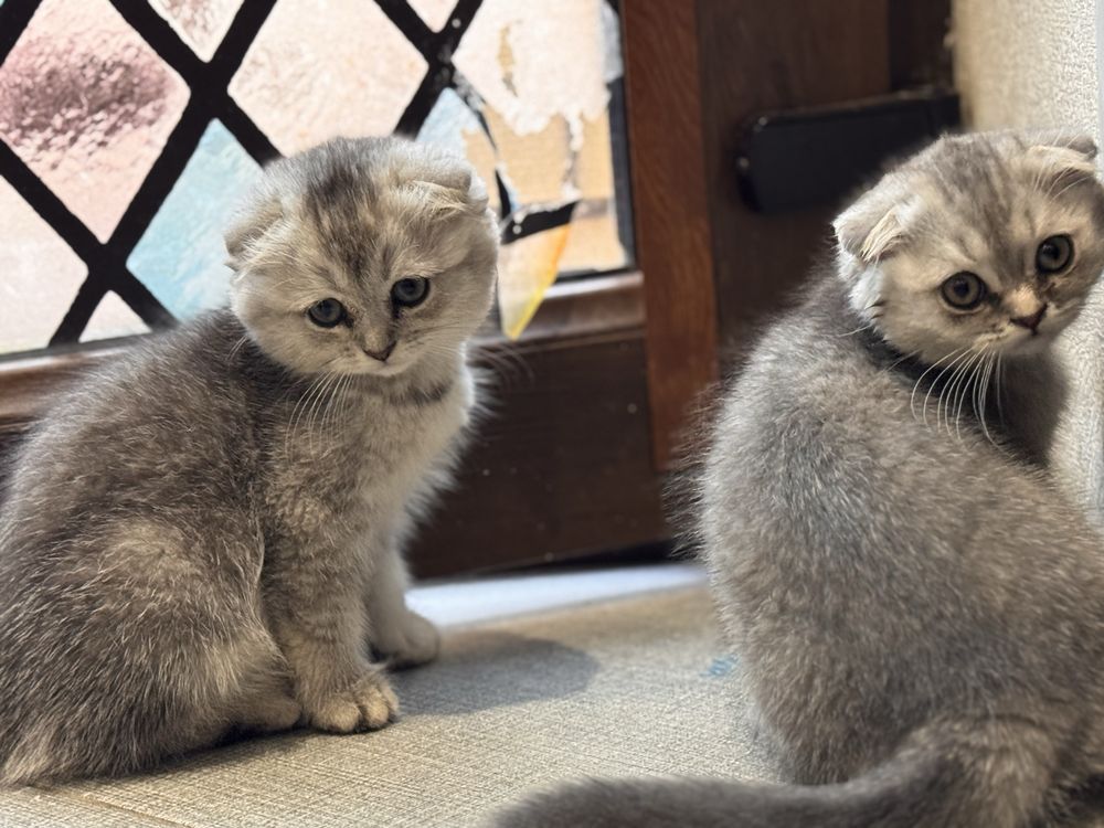 Продаются котёнки Фолд и страйт,