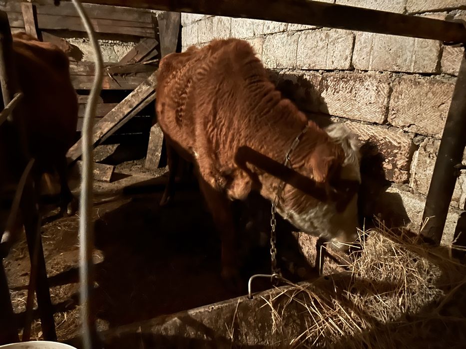 Жас сиыр сатылады.