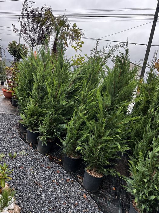 Leylandii Pepinera Letcani !