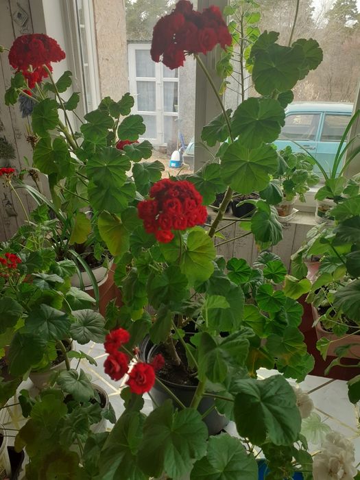 Продам герань,алое,хлорофитум.