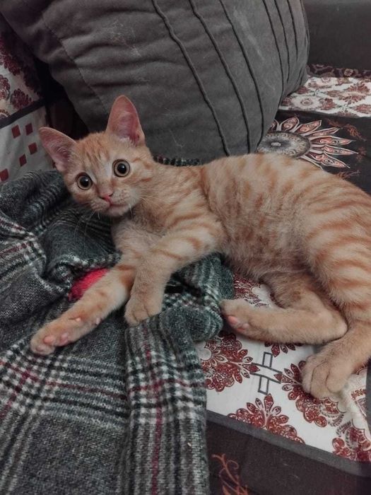 Комнатное солнышко в подарок