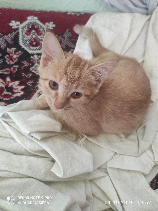 Котята Ангорка 3месяца