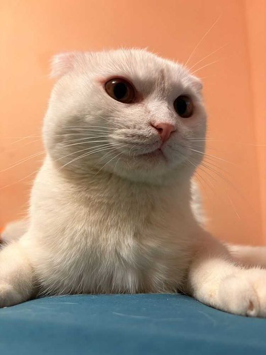 Шотландский вислоухий кот