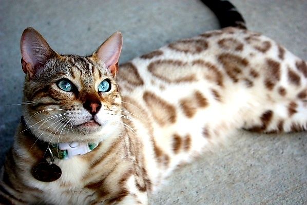 СНЕЖНЫЕ Леопардики. Бенгалы!