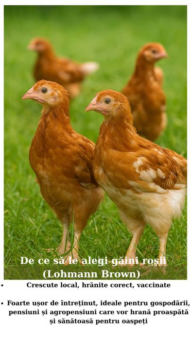 Găini Roșii de Ouă