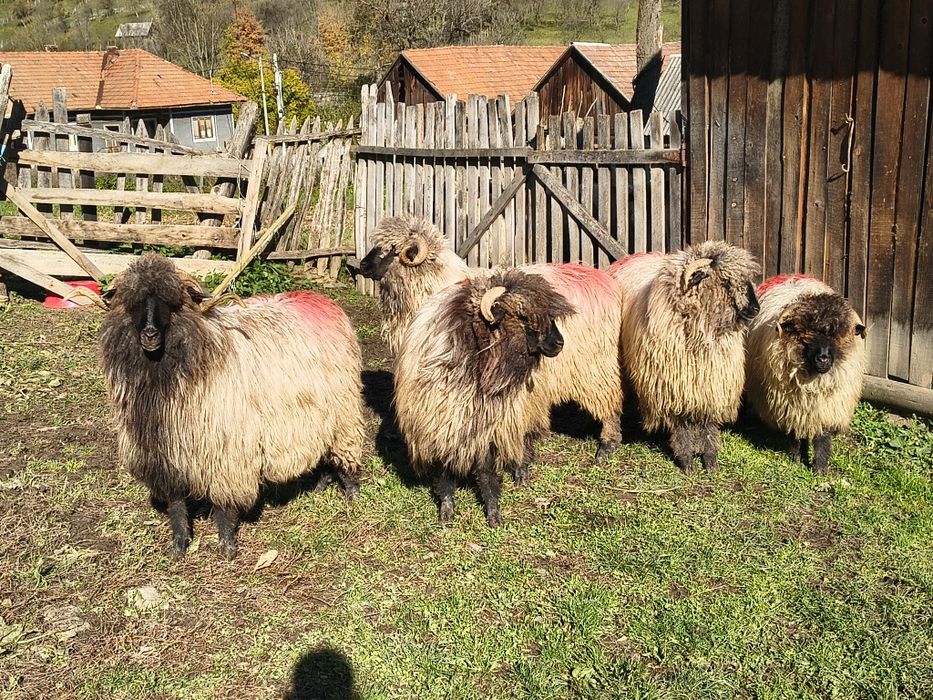 Vând cinci miori bucălai