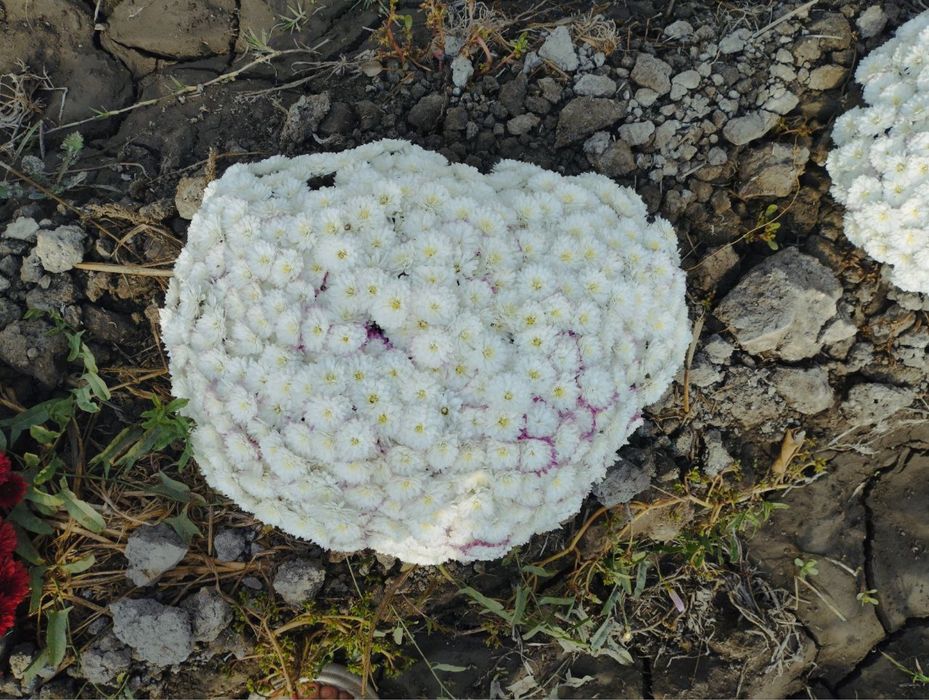 Xrizantema globus. Gullar.