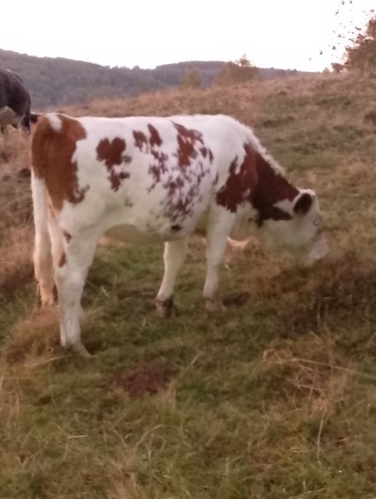 De vânvare 4 viței și un taur