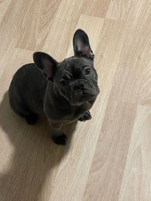 Женски Френски Булдог Син