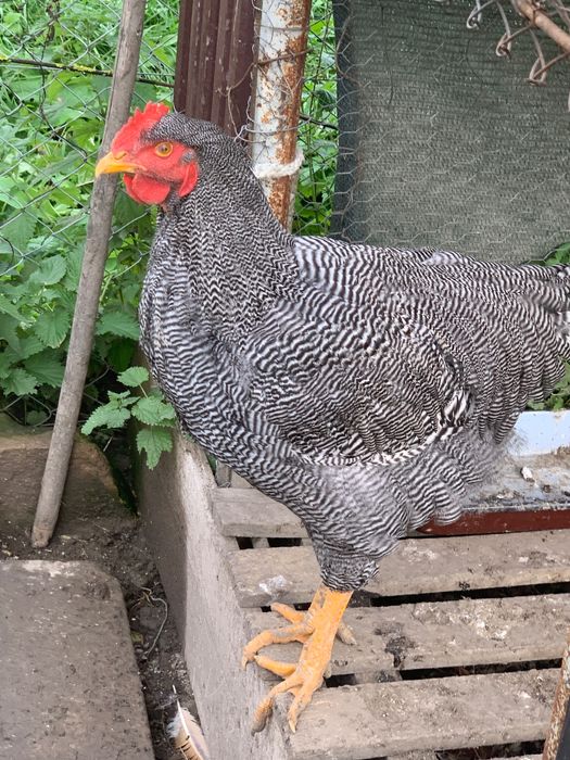 vând cocoși tineret