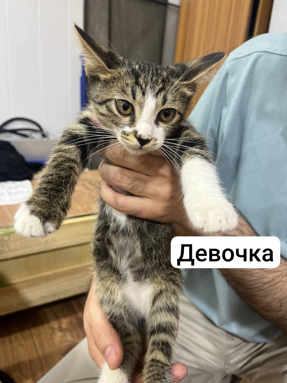 Отдаются умные и ласковые котята в добрые руки