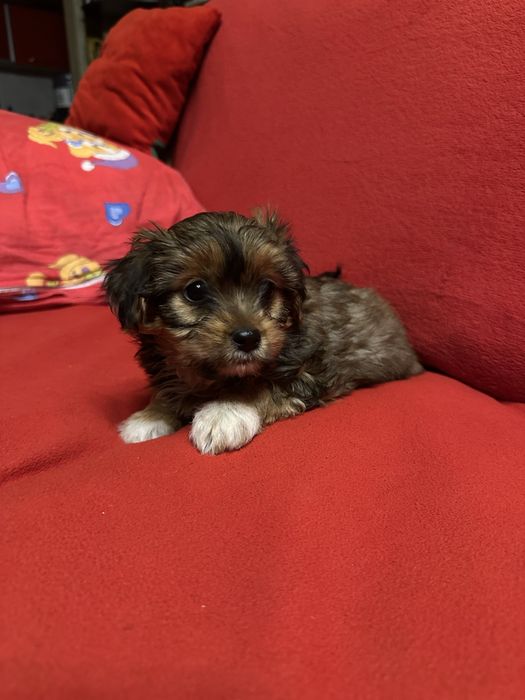 Vind Yorkshire maltez maro