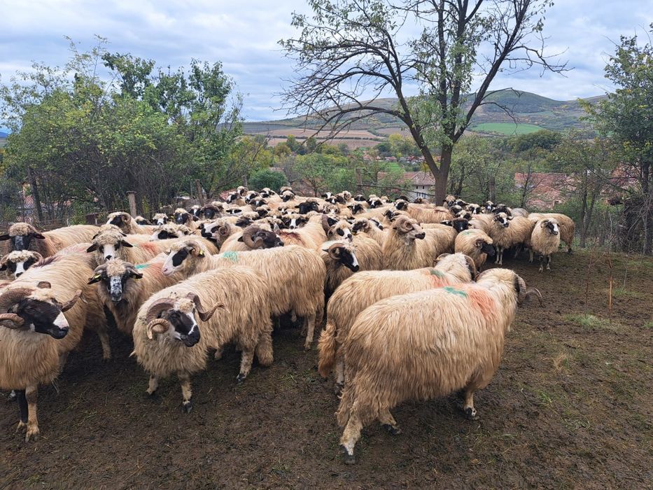 Turma de oi de vânzare sau schimb cu vaci de lapte