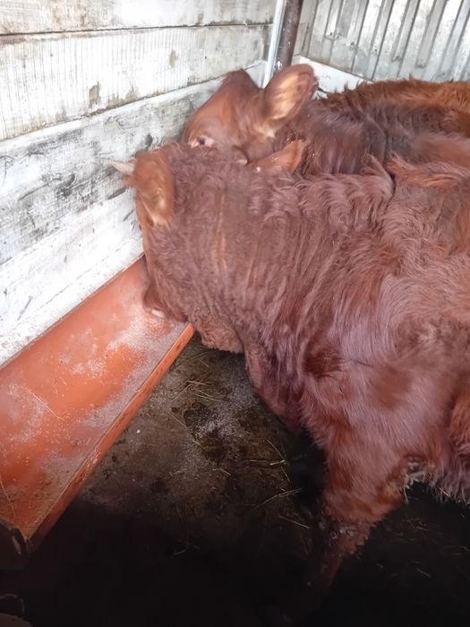 Vitele grase 260 -300 kg angus și limuzin