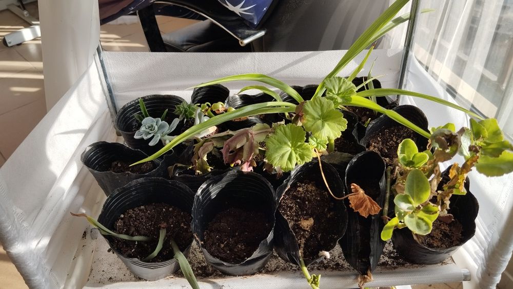 Микс цветя мушкато сакъз каланхое алое и др