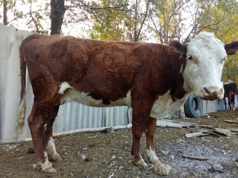 Продам коров цена за двоих 950000