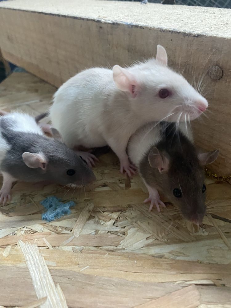 Vand sobolani dumbo de companie
