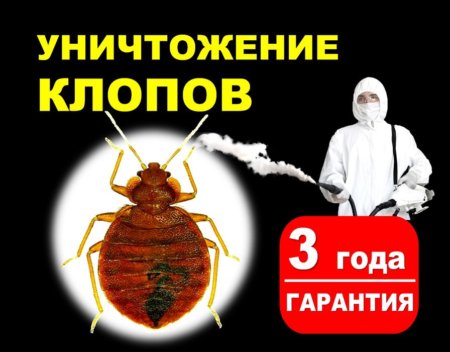 Дезинфекция қандала клопы Семей