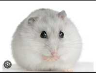 Donez hamster cu cusca si mancare