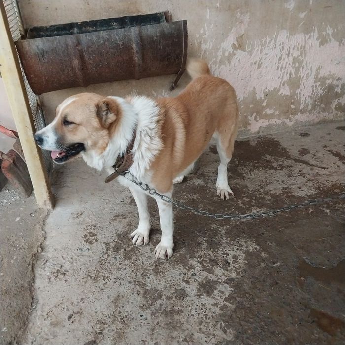 Алабай 1жарым жасар ит сатылады