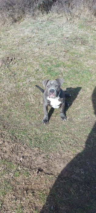 American Bully Xl