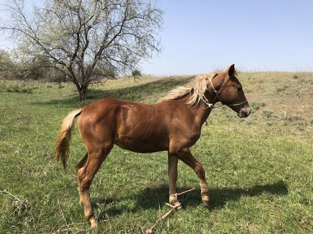 Лошадь и жеребёнок. жирен тай.