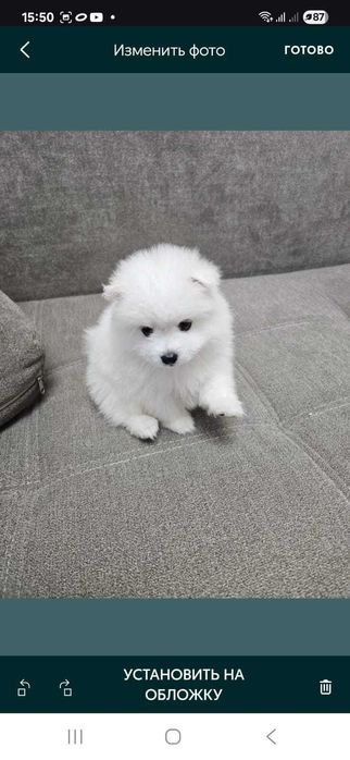 Продаются щенки японского шпица