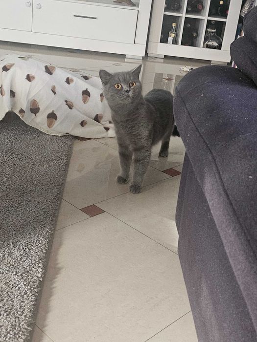 Pisica british shorthair