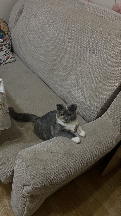 Кошка девочка 7000к