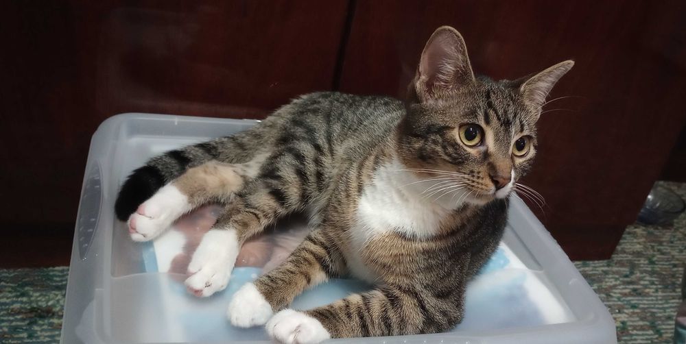 Котенца на 6 месеца търсят дом.