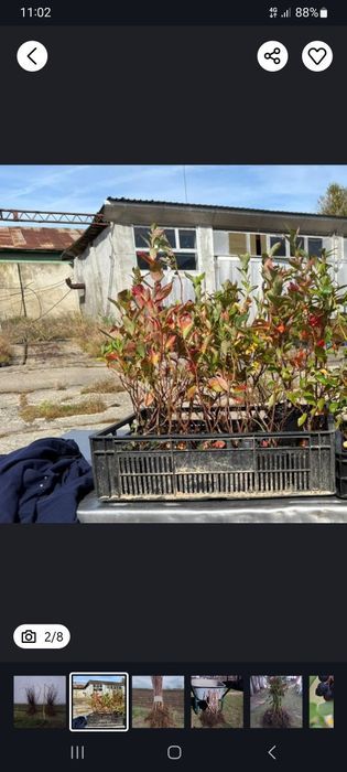 Butasi afin/zmeur/mur